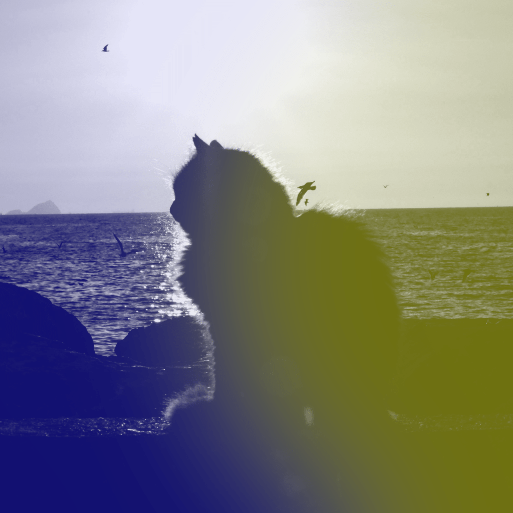 Silhouette of a cat with a strong yellow and blue duotone circle applied