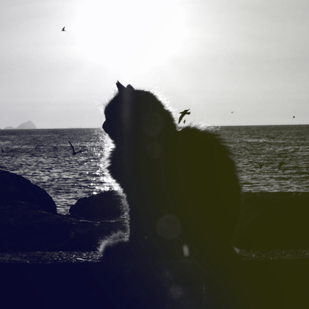 Silhouette of a cat with a subtle yellow and blue duotone circle applied