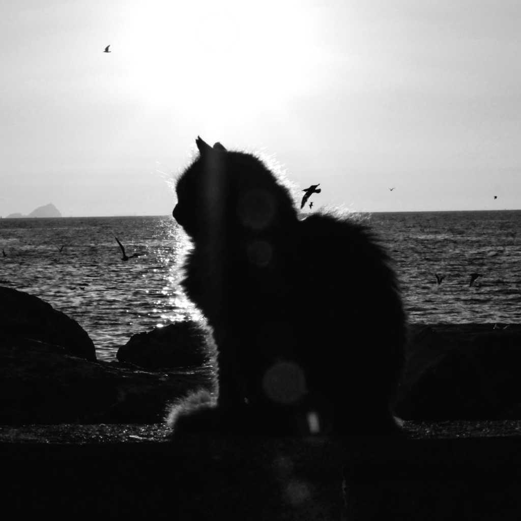 Greyscale silhouette of a cat with a sunny background next to the sea