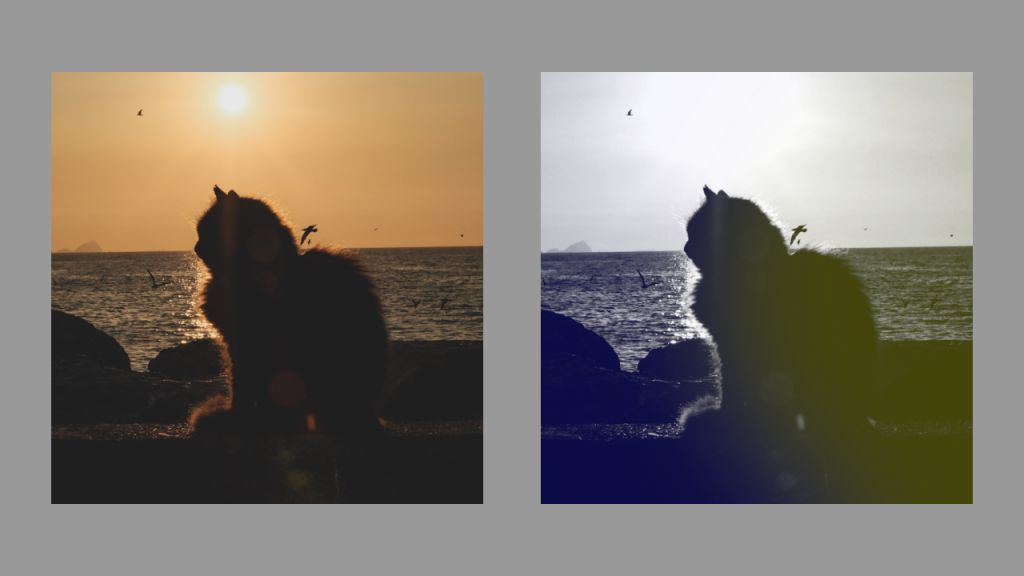 Cat in the sunshine next to the sea with and without a duotone circle gradient applied