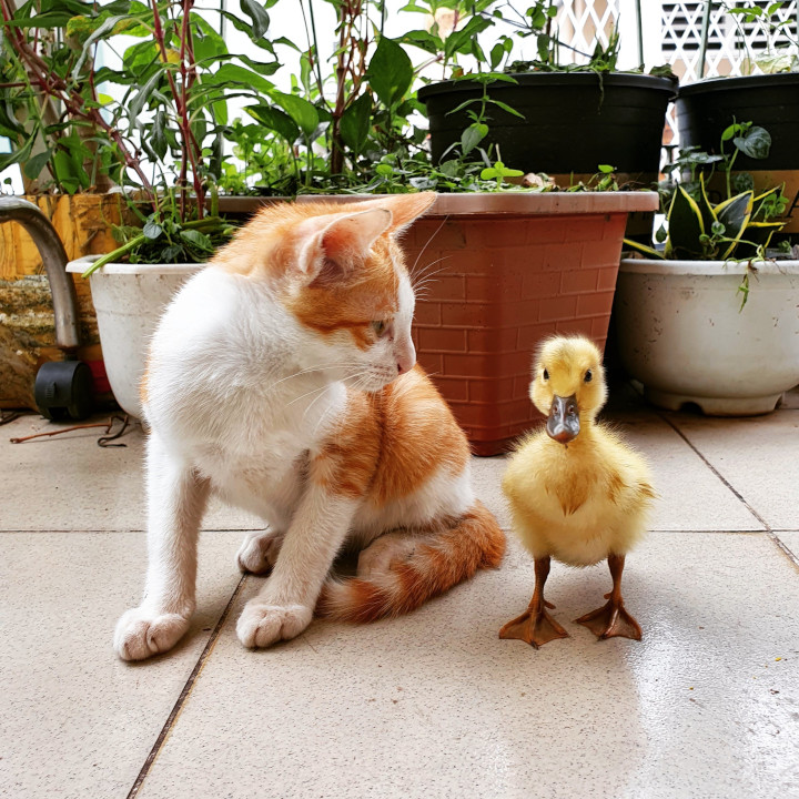 Picture of a cat and a duckling