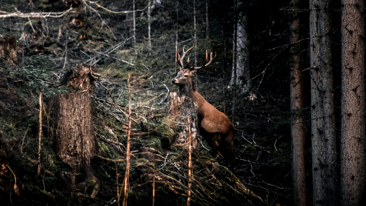 reindeer in the woods contrast adjusted