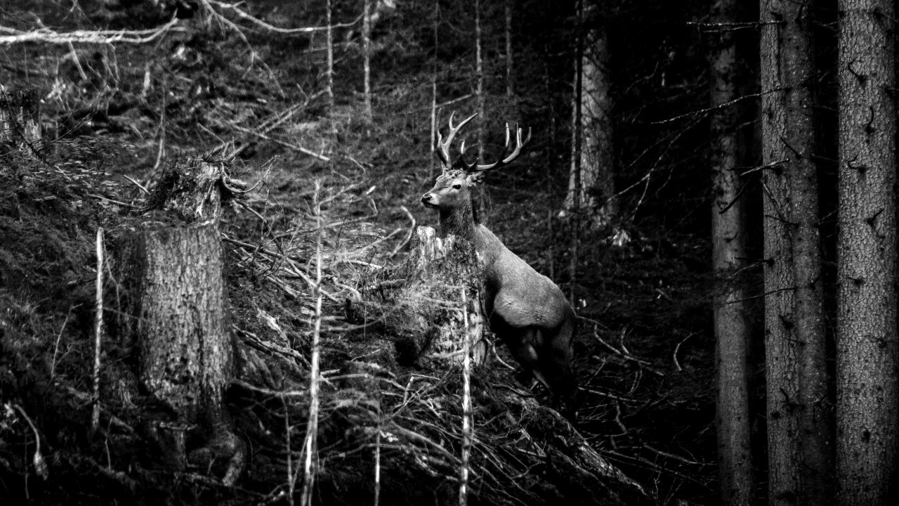 reindeer in the woods greyscale