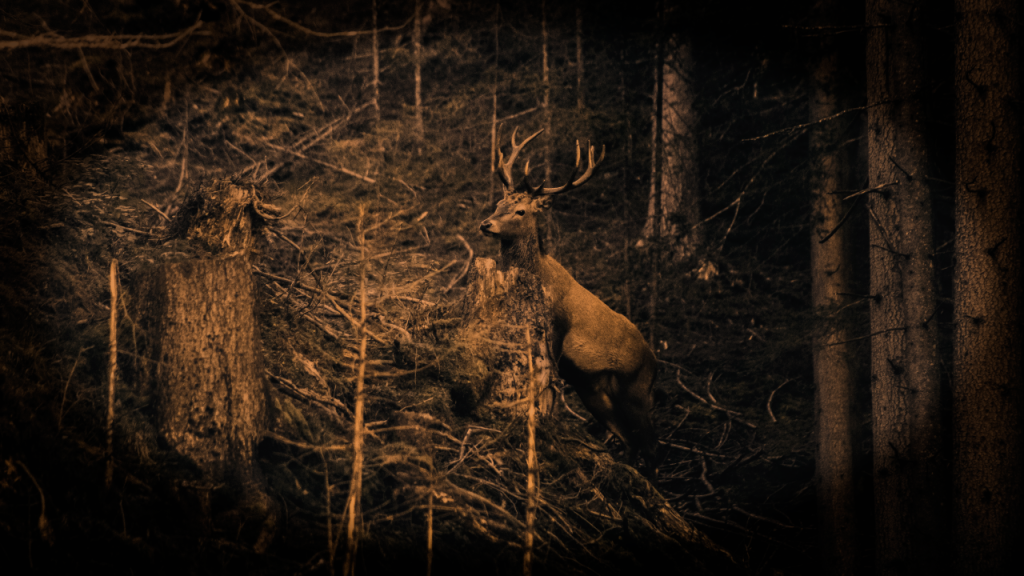 reindeer in the woods with a subtle sepia vignette applied
