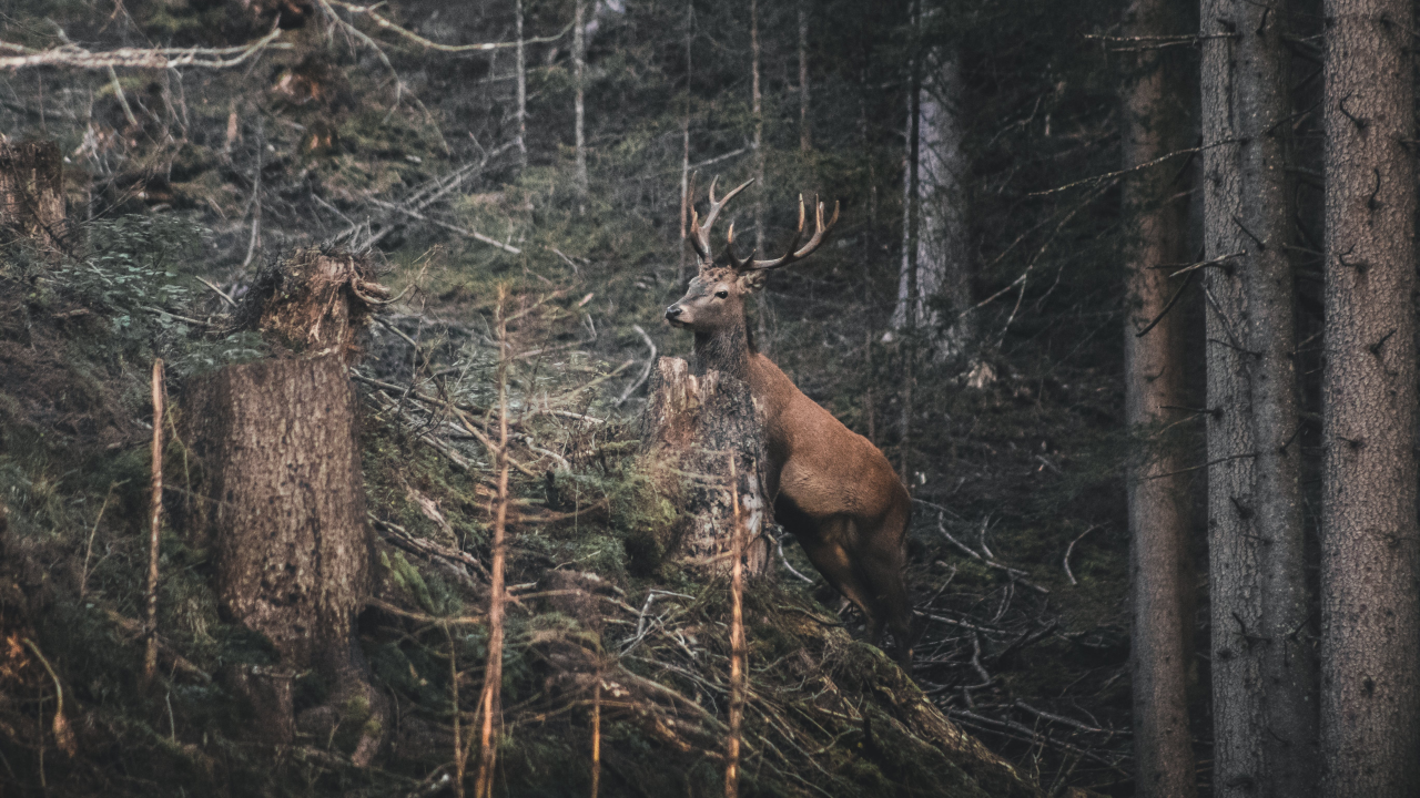 reindeer in the woods