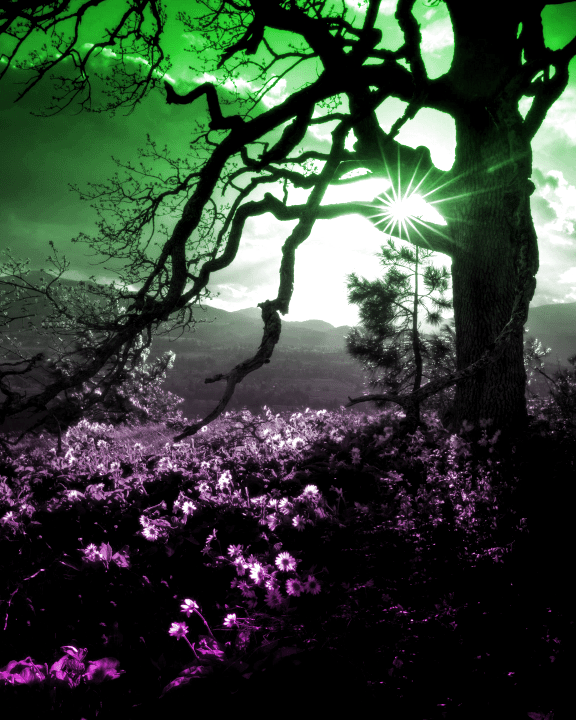 Tree near sunflowers with green and purple gradient applied