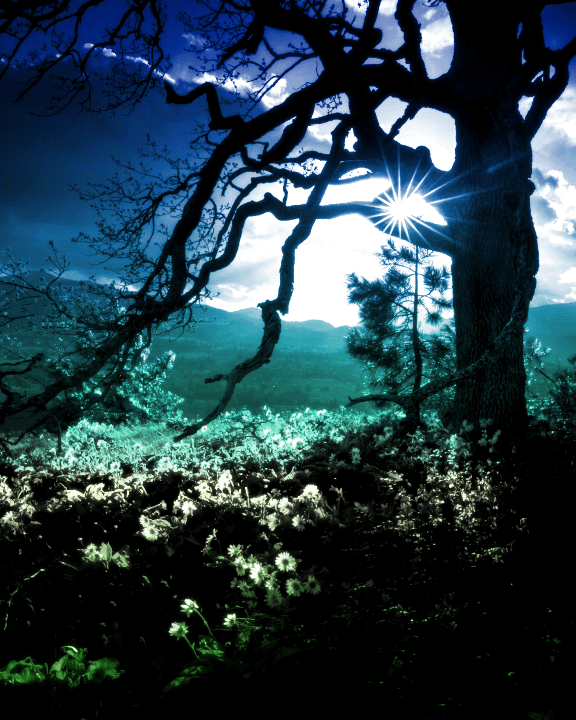 Tree near sunflowers with blue, cyan and green gradient applied