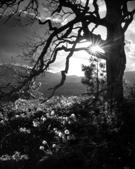 Greyscale tree near sunflowers