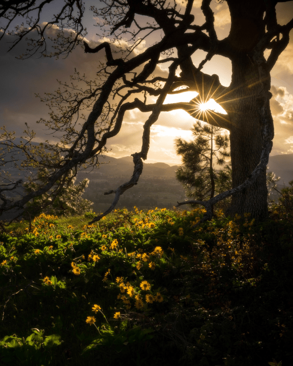 A beautiful and atmospheric tree near sunflowers