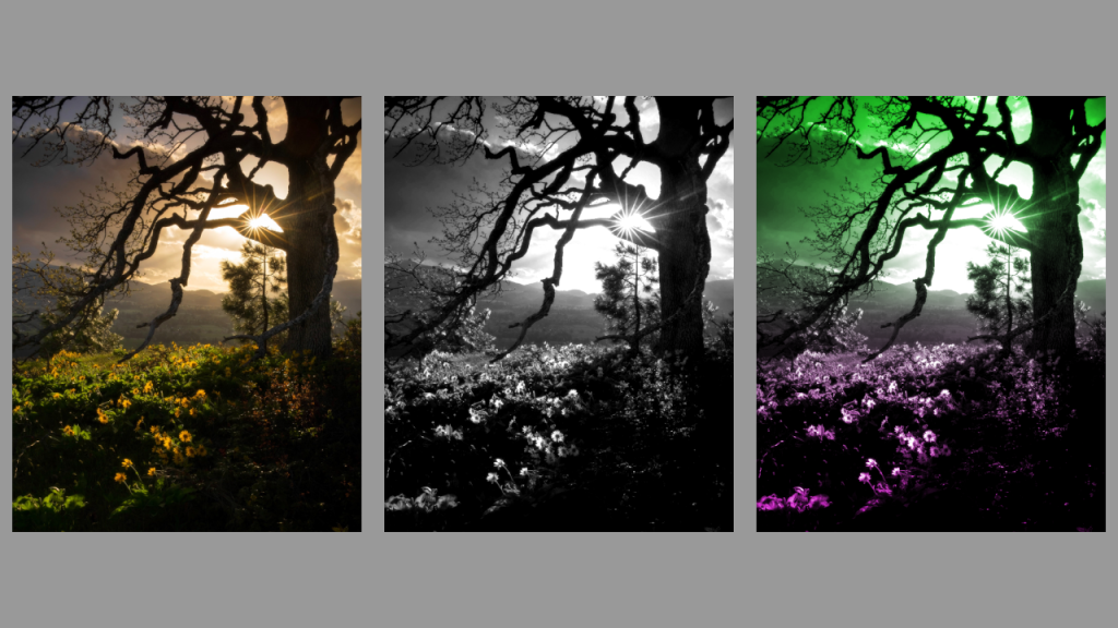 Beautiful and atmospheric tree near sunflowers with and without a duotone gradient applied