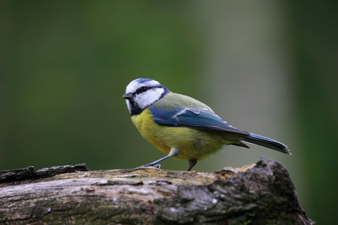 blue tit bird