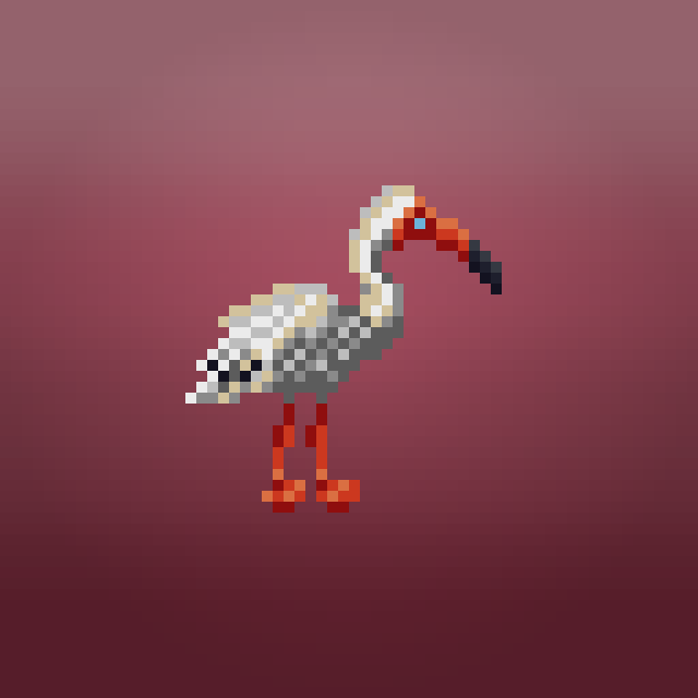 American white ibis
