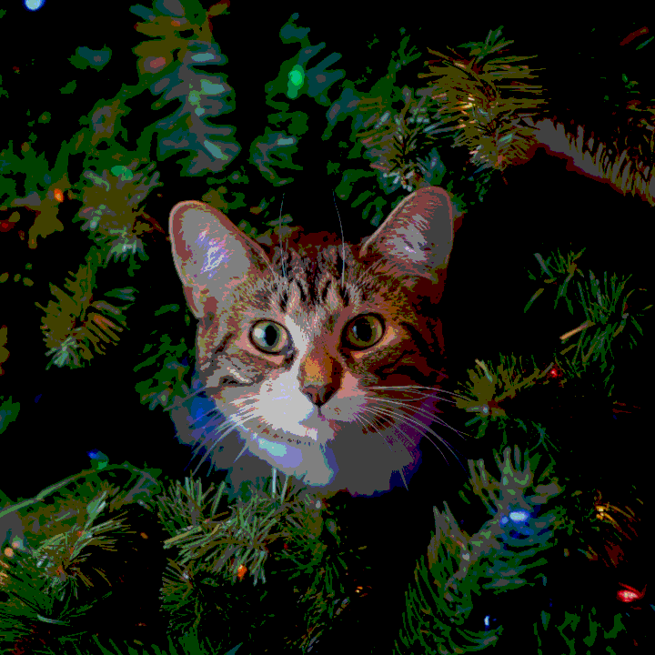 cat in xmas tree - posterise rgb